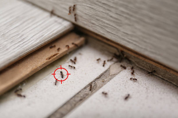 Best Wasp Removal Services  in West Sayville, NY