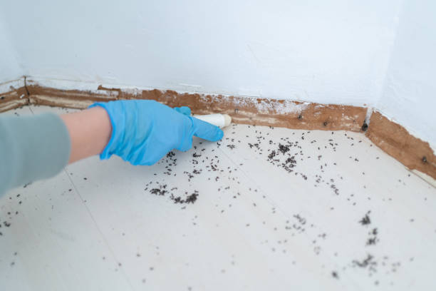 Flea Control Services in West Sayville, NY